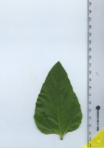 leaftop