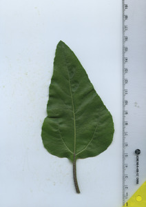 leaftop
