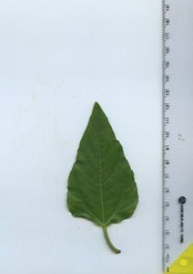 leaftop