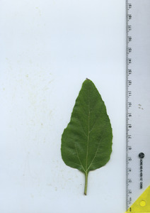 leaftop