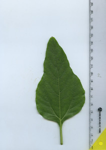 leaftop