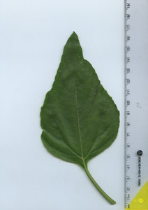 leaftop