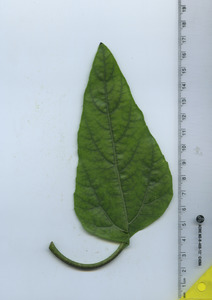 leaftop