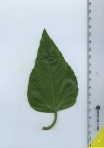 leaftop