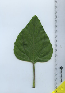 leaftop