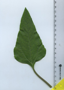 leaftop