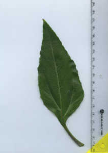 leaftop