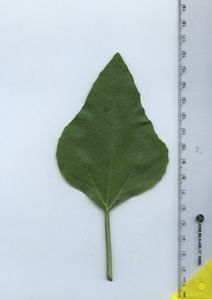 leaftop