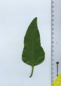 leaftop
