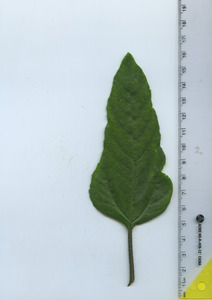 leaftop