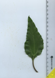 leaftop
