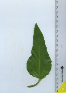 leaftop