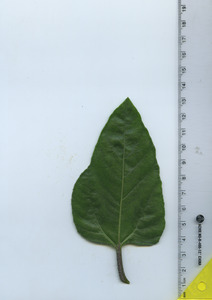 leaftop