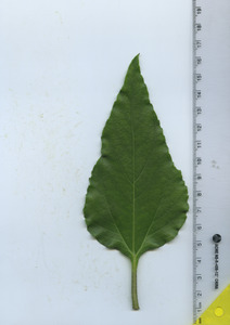 leaftop