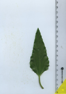 leaftop