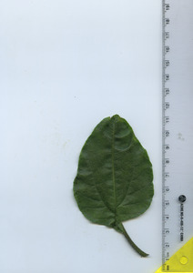 leaftop