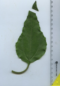 leaftop