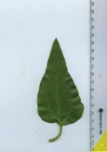 leaftop