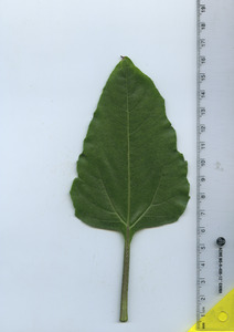 leaftop