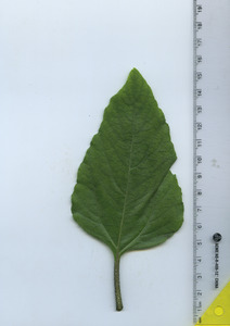 leaftop