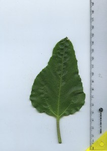 leaftop
