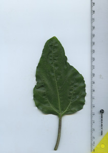 leaftop