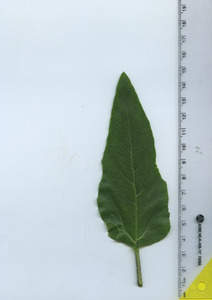 leaftop