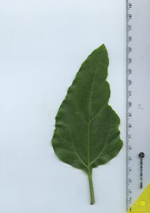 leaftop