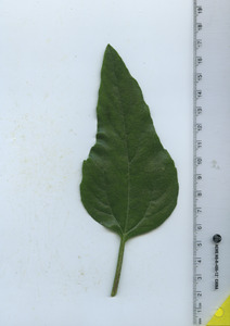 leaftop
