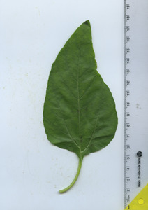 leaftop