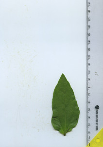leaftop