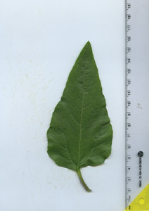 leaftop