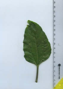 leaftop