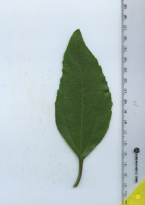leaftop