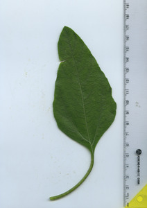 leaftop