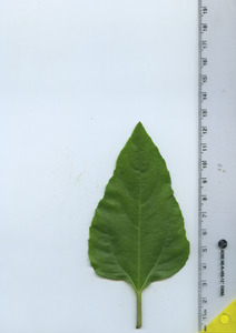 leaftop