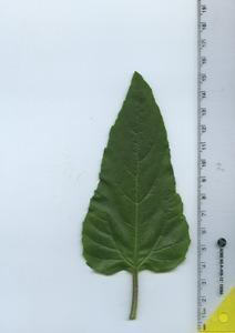 leaftop