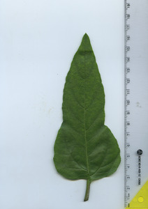 leaftop
