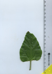 leaftop