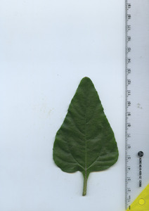 leaftop
