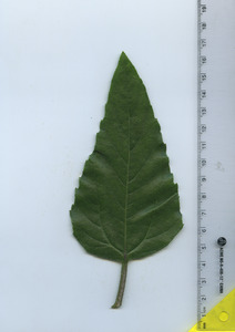 leaftop