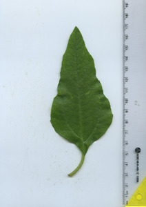 leaftop