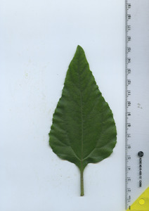 leaftop