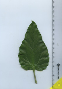 leaftop