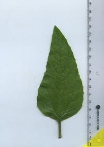 leaftop