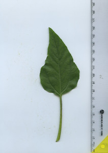 leaftop