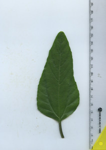 leaftop