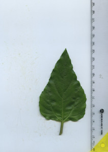 leaftop