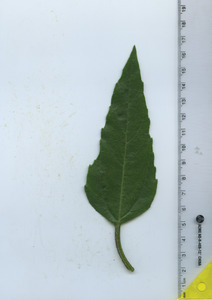 leaftop