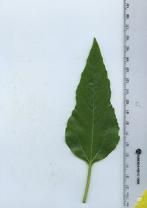 leaftop